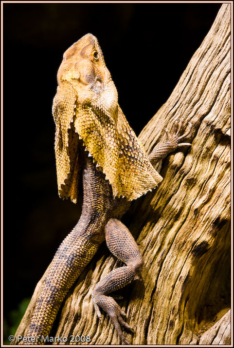 WV8X8382.jpg - Australian reptiles, Sydney, Australia.